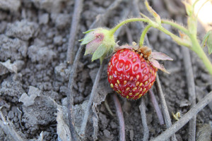 клубника