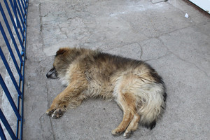 собаки